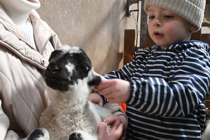 Brody Roberts (3) with a lamb
