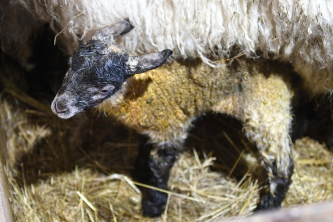Lambing Live at Knockaloe Beg farm - a new born lamb
