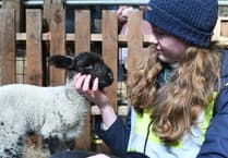 Beautiful pictures capture Lambing Live event as first newborns of 2024 arrive