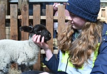 Beautiful pictures capture Lambing Live event as first newborns arrive