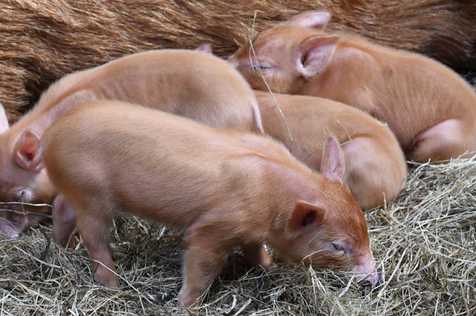 Nine-day-old piglets at Knockaloe Beg