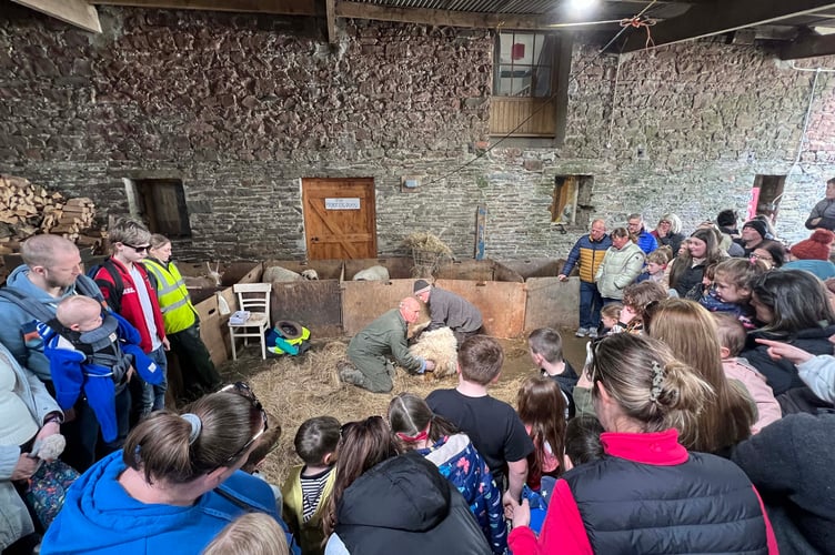 Lambing in progress at Knockaloe Beg farm