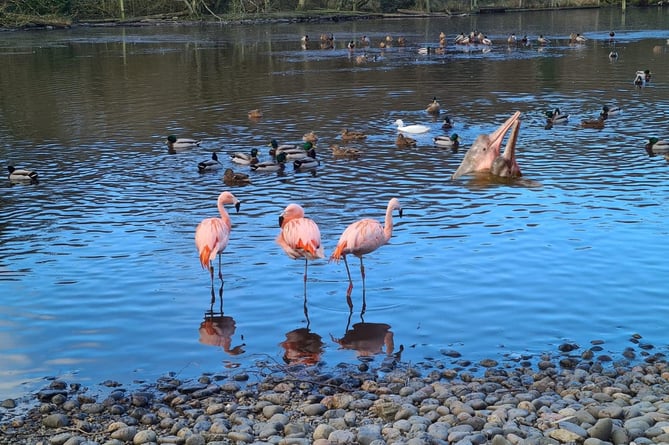 Dolphins appear to be next to the flamingos as Curragh's Wildlife Park told their followers about the newest attraction in Ballaugh