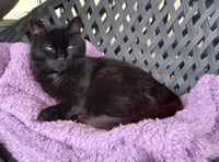 Farewell to a feline friend: Alfie the pub cat remembered in Peel 