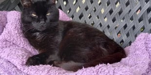 Farewell to a feline friend: Alfie the pub cat remembered in Peel 