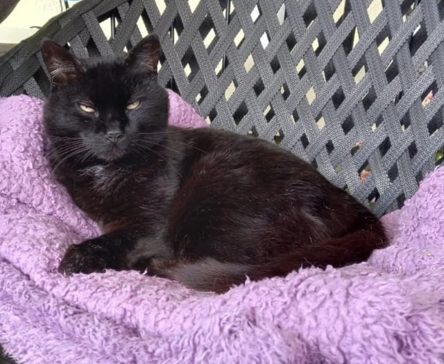Farewell to a feline friend: Alfie the pub cat remembered in Peel 