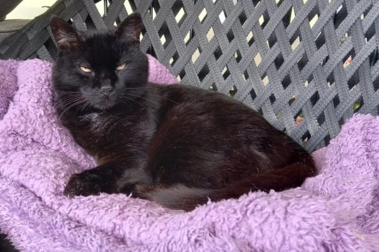 Alfie, the Peveril pub cat, sadly died on Saturday morning. Tributes have been paid to a 'Peel legend'.
