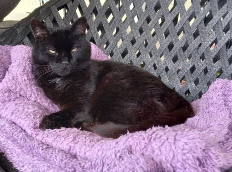 Alfie, the Peveril pub cat, sadly died on Saturday morning. Tributes have been paid to a 'Peel legend'.