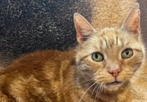 Could you give Ginger the cat a new home?