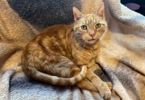 Could you give Ginger the cat a new home?