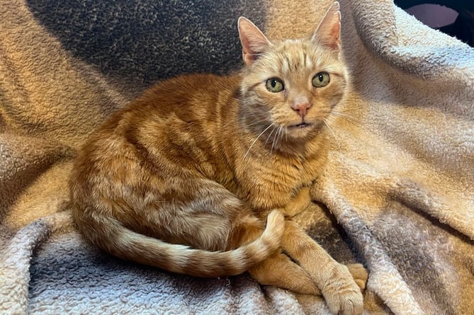 Ginger the cat is up for adoption