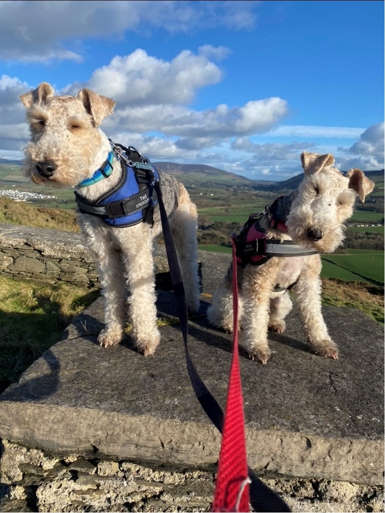 Rosie and Ted on their adventures