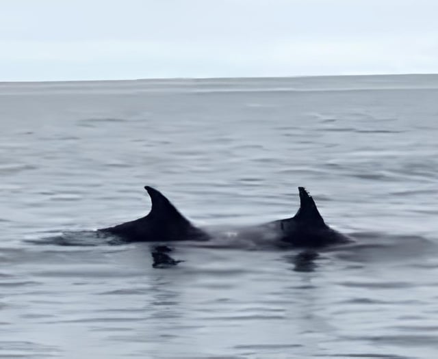 Wonderful video captures 'pod of 40 dolphins' swimming off Calf of Man