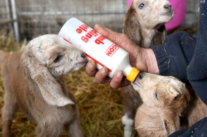 'Kidding Chaos' farm tours at High Tilt, the home of Isle of Man Goats. Pictured are three-day-old triplets