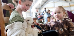 Hundreds flock to farm for a cuddle with baby goats and lambs