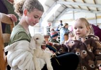 Watch: Hundreds flock to farm for a cuddle with baby goats and lambs