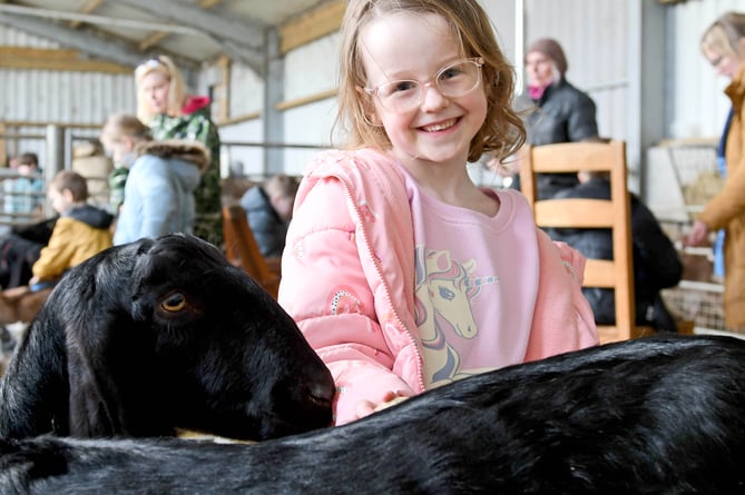 'Kidding Chaos' farm tours at High Tilt, the home of Isle of Man Goats. Pictured is Mia Cox-Cooper, 5