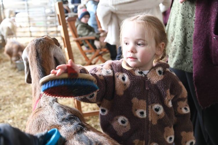 'Kidding Chaos' farm tours at High Tilt, the home of Isle of Man Goats. Pictured is Elbie Westwood, 3.