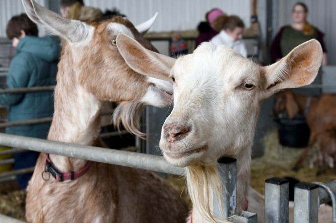 'Kidding Chaos' farm tours at High Tilt, the home of Isle of Man Goats