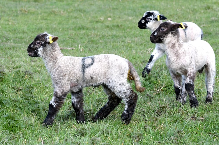 'Kidding Chaos' farm tours at High Tilt, the home of Isle of Man Goats.
