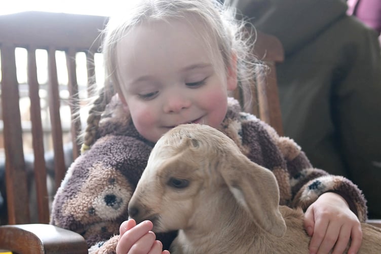 'Kidding Chaos' farm tours at High Tilt, the home of Isle of Man Goats. Pictured is Elbie Westwood, 3
