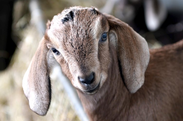 'Kidding Chaos' farm tours at High Tilt, the home of Isle of Man Goats .
