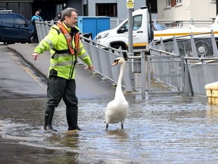 Video shows swan being guided to water after being caught by floods