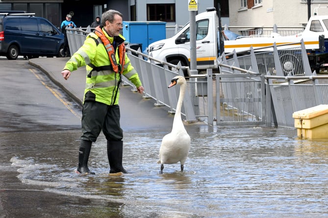 Craig Whalley of Isle of Man Harbours shepherds a swan to safety during an overtopping high spring tide at the Tongue in Douglas harbour