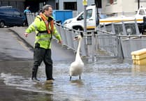 Video shows distressed swan being guided back to safety after being caught by floods