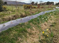 New 100m hedge will create a haven for bird, bees and other insects