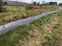 New 100m hedge will create a haven for bird, bees and other insects