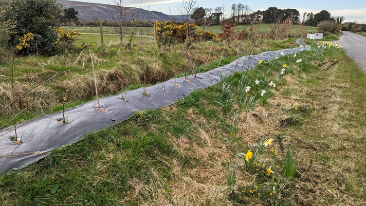 The new bird friendly hedge at the Mountain View Innovation Centre (MVIC) just outside Ramsey