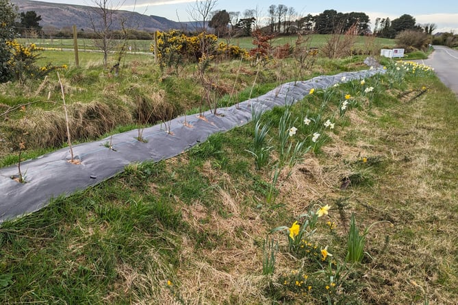 The new bird friendly hedge at the Mountain View Innovation Centre (MVIC) just outside Ramsey