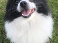 Risk of serious diseases in dogs is rising