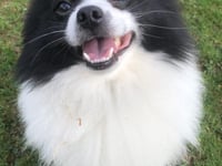 Risk of serious diseases in dogs is rising