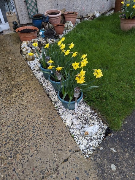The daffodils that were stolen in Marashen Crescent in Port Erin