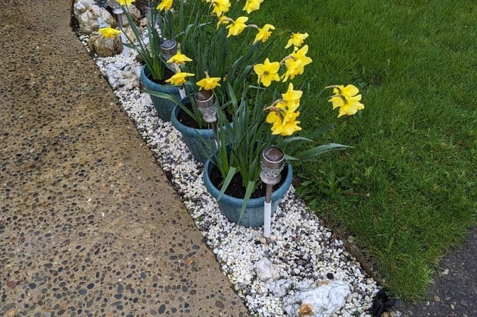 The daffodils that were stolen in Marashen Crescent in Port Erin
