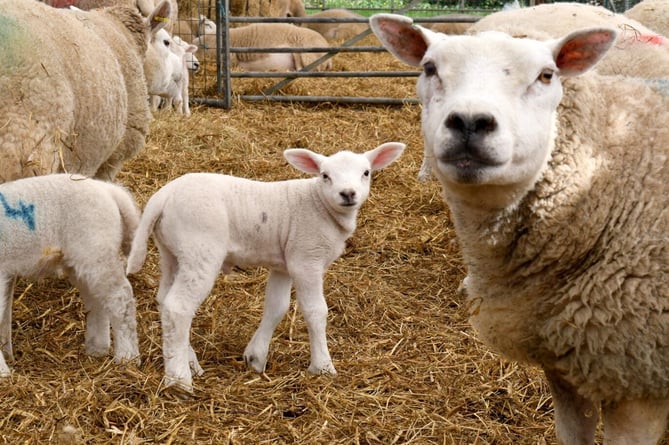 Texel sheep lambing at Ballaglonney farm in Crosby - 