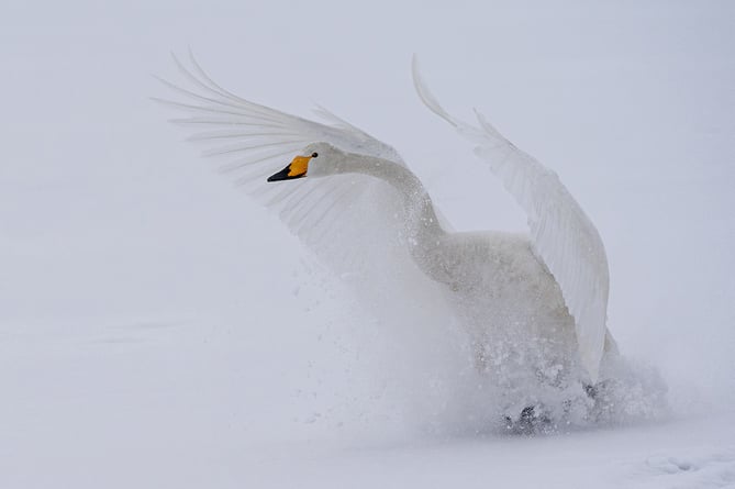 'Whooper Swan' by Sue Blythe gained Best Nature Image in the competition