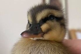 The first orphaned duckling of the year has arrived at the MSPCA
