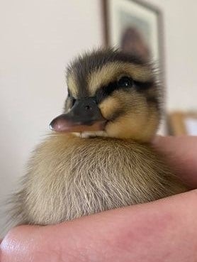 The first orphaned duckling of the year has arrived at the MSPCA