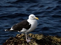 Woman claims partner saw gull 'fly off' with their cat