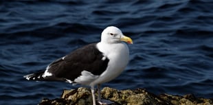Woman claims partner saw gull 'fly off' with their cat