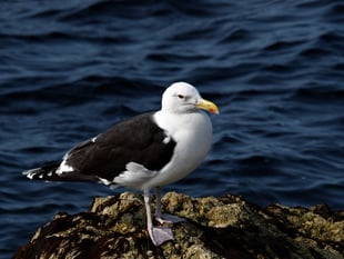 Woman claims partner saw gull 'fly off' with their cat