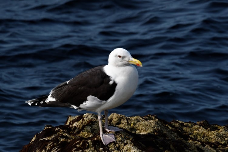 A great black-backed gull.