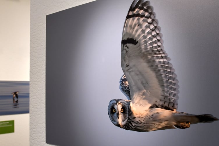 Launch of the Wild Mann nature photography exhibition - overall winner Paul Bromley's stunning image of a short-eared owl