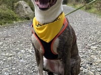 Dog given up because she couldn’t be kept in rented accommodation