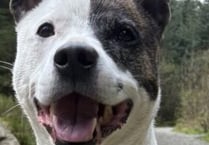 Dog given up because she couldn’t be kept in rented accommodation