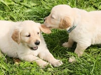 New laws to protect animals from mistreatment to come into force