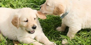 New laws to protect animals from mistreatment to come into force